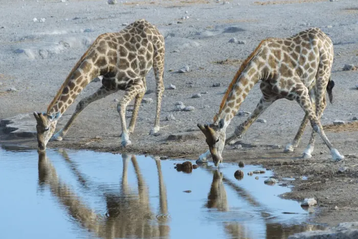 Framed Print : Two Giraffes -Giraffa camelopardis- drinking at the Chudop waterhole, Etosha National Park, Namibia Framed Print : Two Giraffes -Giraffa camelopardis- drinking at the Chudop waterhole, Etosha National Park, Namibia
