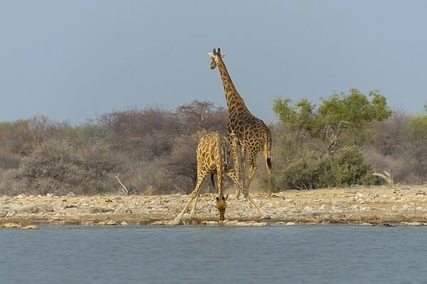 Two giraffes -Giraffa camelopardis- drinking at the Klein Namutoni waterhole, Etosha National Park, Namibia