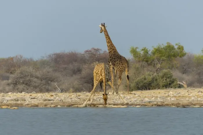 Framed Print : Two giraffes -Giraffa camelopardis- drinking at the Klein Namutoni waterhole, Etosha National Park, Namibia
