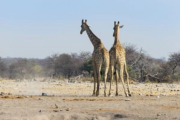Two giraffes -Giraffa camelopardis- fighting with each other, from behind, Etosha National Park, Namibia