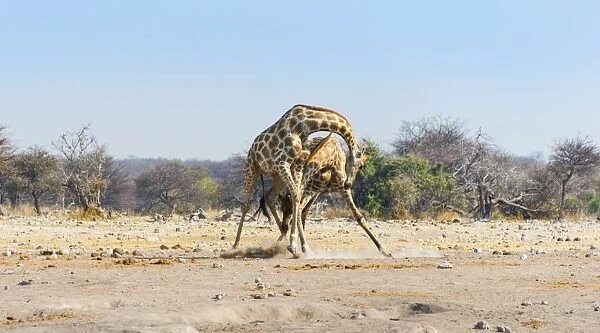 Two giraffes -Giraffa camelopardis- fighting with each other, Etosha National Park, Namibia
