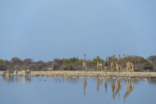 Giraffes -Giraffa camelopardis- Klein Namutoni waterhole, Etosha National Park, Namibia