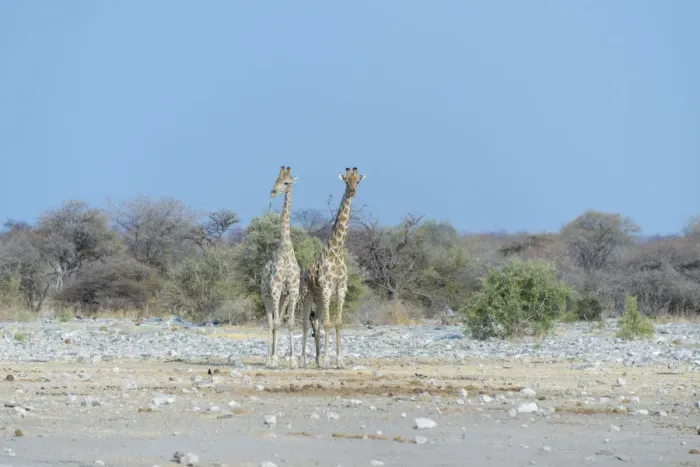 Framed Print : Two Giraffes -Giraffa camelopardis- standing side by side, Etosha National Park, Namibia
