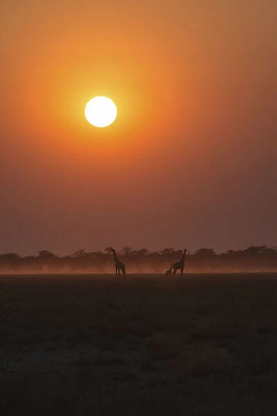 Giraffes -Giraffa camelopardis- at sunset, Etosha National Park, Namibia