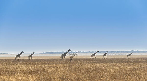 Three giraffes -Giraffa camelopardis- walking through the dry grass, Etosha National Park, Namibia