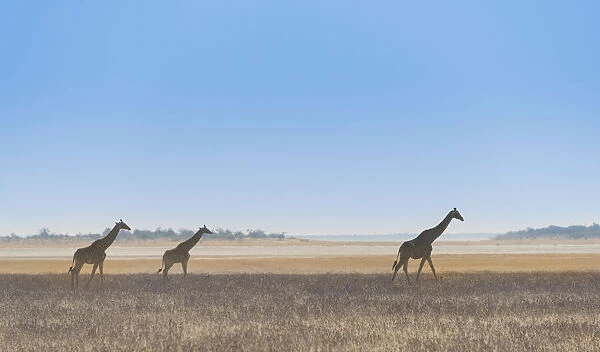 Three giraffes -Giraffa camelopardis- walking through the dry grass, Etosha National Park, Namibia