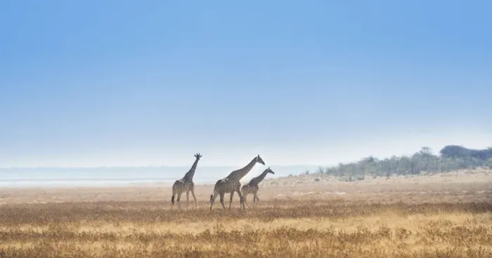 Framed Print : Three giraffes -Giraffa camelopardis- walking through the dry grass, Etosha National Park, Namibia Framed Print : Three giraffes -Giraffa camelopardis- walking through the dry grass, Etosha National Park, Namibia