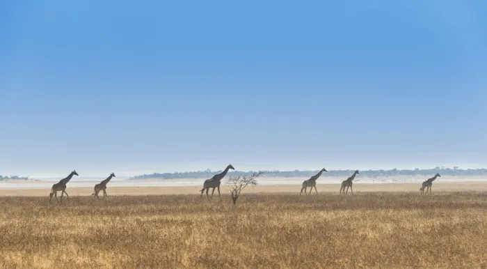 Framed Print : Three giraffes -Giraffa camelopardis- walking through the dry grass, Etosha National Park, Namibia Framed Print : Three giraffes -Giraffa camelopardis- walking through the dry grass, Etosha National Park, Namibia