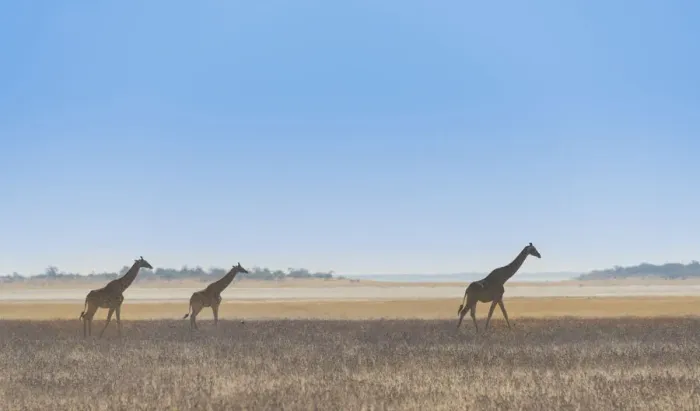 Framed Print : Three giraffes -Giraffa camelopardis- walking through the dry grass, Etosha National Park, Namibia Framed Print : Three giraffes -Giraffa camelopardis- walking through the dry grass, Etosha National Park, Namibia