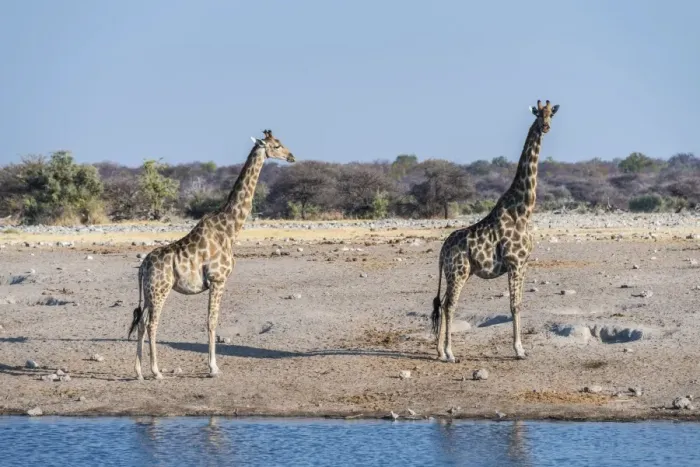 Framed Print : Two Giraffes -Giraffa camelopardis- at the waterhole of Chudop, Etosha National Park, Namibia
