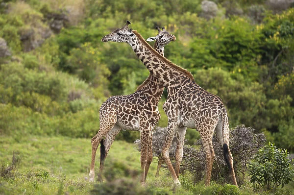 Two giraffes (Giraffa carmeopardalis), swinging their necks against each other, Tanzania, Africa