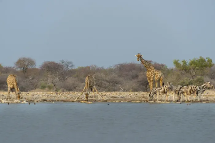 Framed Print : Giraffes and zebras at the waterhole, Giraffe -Giraffa camelopardis- and Burchells Zebra -Equus quagga burchellii-, Klein Namutoni waterhole, Etosha National Park, Namibia Framed Print : Giraffes and zebras at the waterhole, Giraffe -Giraffa camelopardis- and Burchells Zebra -Equus quagga burchellii-, Klein Namutoni waterhole, Etosha National Park, Namibia