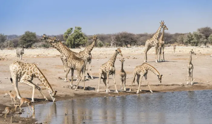 Framed Print : Giraffse -Giraffa camelopardalis- and Impalas -Aepyceros melampus petersi- at the Chudob waterhole, Etosha National Park, Namibia Framed Print : Giraffse -Giraffa camelopardalis- and Impalas -Aepyceros melampus petersi- at the Chudob waterhole, Etosha National Park, Namibia