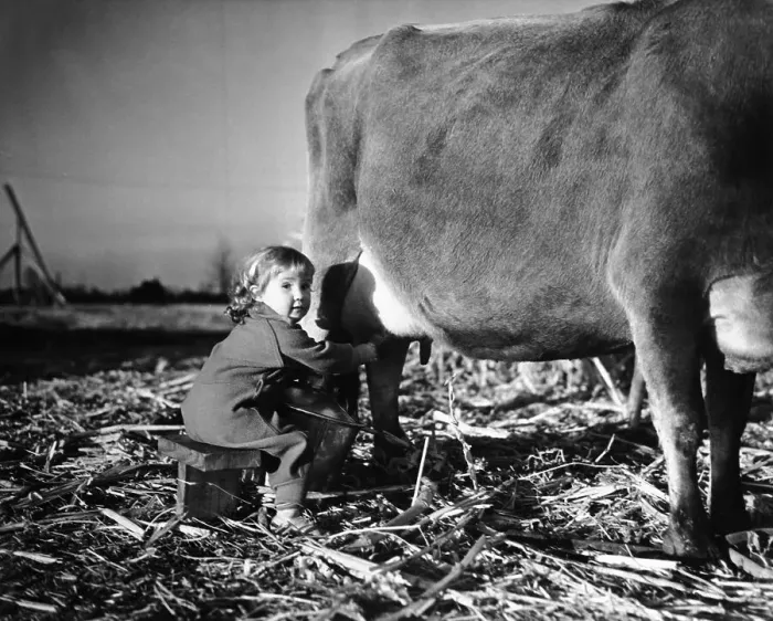 Framed Print : Girl (6-7) milking cow Framed Print : Girl (6-7) milking cow
