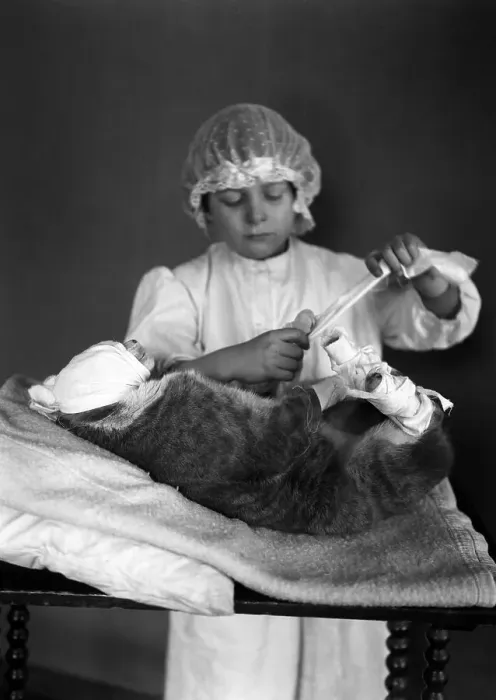 Framed Print : Girl (8-9) bandaging cat Framed Print : Girl (8-9) bandaging cat