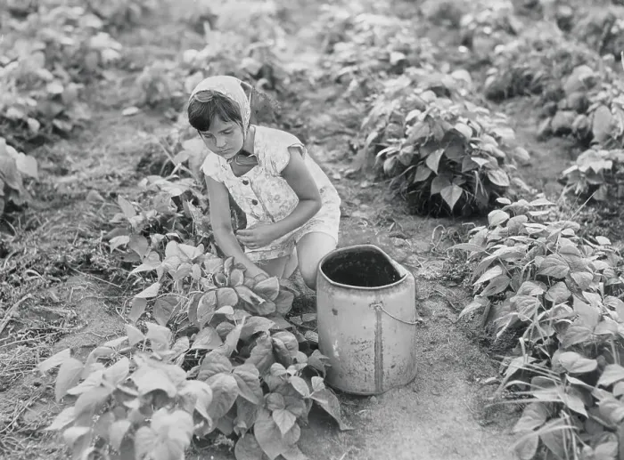 Framed Print : Girl in Bean Field Framed Print : Girl in Bean Field