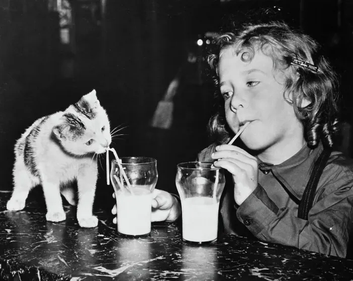 Framed Print : Girl and Cat Drinking Glasses of Milk Framed Print : Girl and Cat Drinking Glasses of Milk