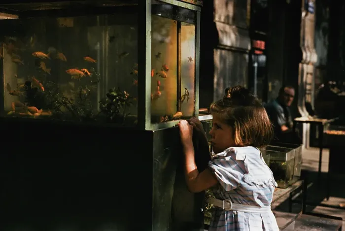 Framed Print : Girl And Goldfish Framed Print : Girl And Goldfish
