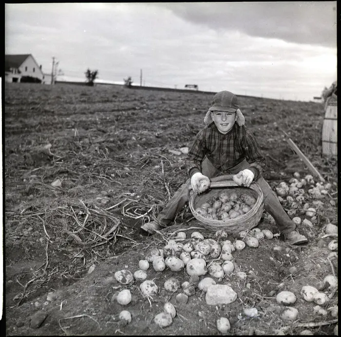 Framed Print : Girl Harvesting Potatoes on Farm Framed Print : Girl Harvesting Potatoes on Farm
