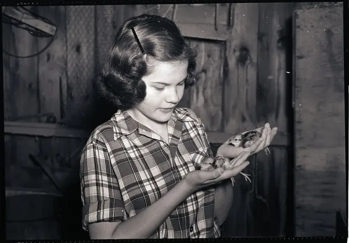 Framed Print : Girl Holding Pheasant Chicks Framed Print : Girl Holding Pheasant Chicks