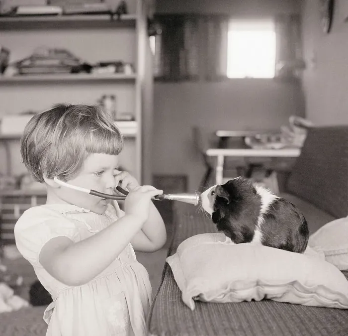 Framed Print : Girl Holds Stethoscope to Pet Guinea Pig Framed Print : Girl Holds Stethoscope to Pet Guinea Pig