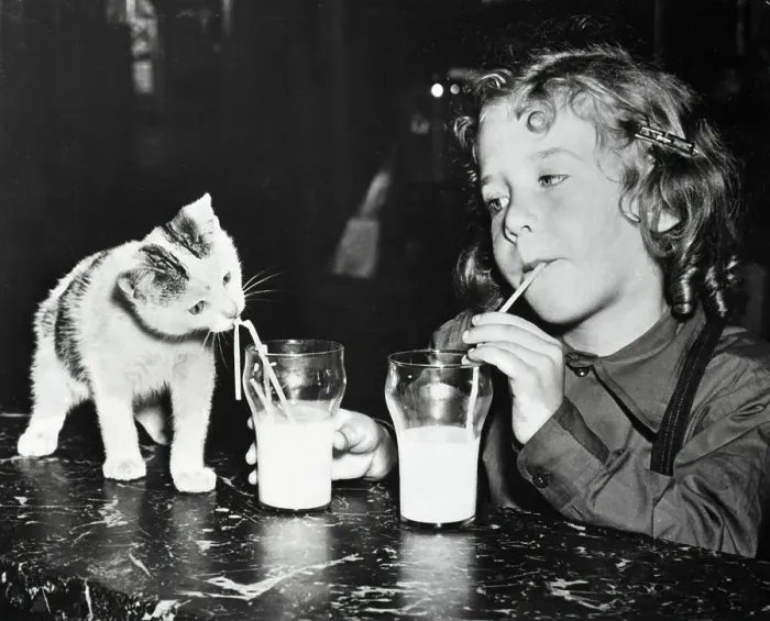 Framed Print : Girl And Kitten Drinking Milk Framed Print : Girl And Kitten Drinking Milk