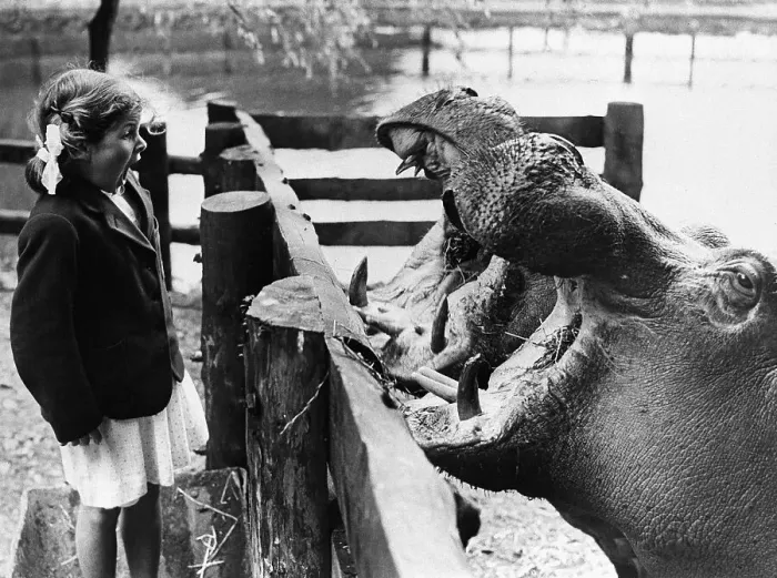 Framed Print : Girl Looks at Yawning Hippos Framed Print : Girl Looks at Yawning Hippos
