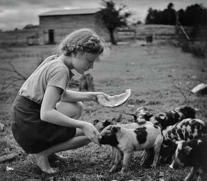Framed Print : Girl And Piglets Framed Print : Girl And Piglets