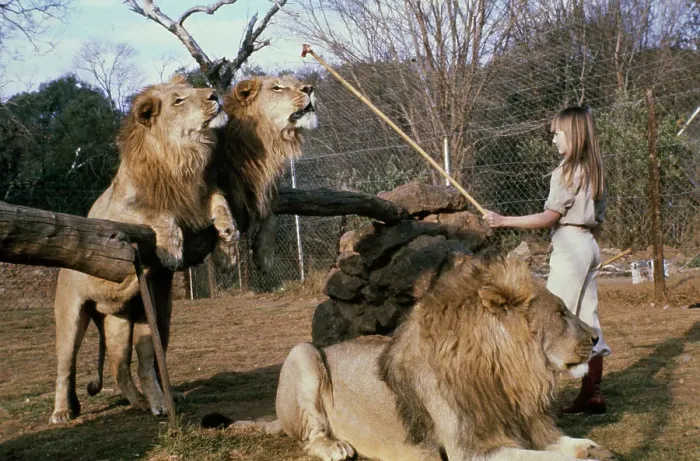 Framed Print : Girl Training Lions