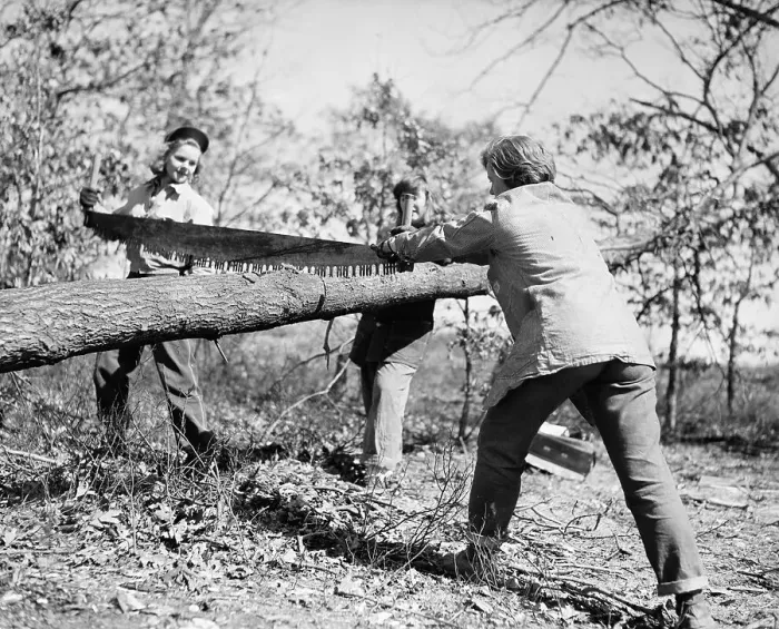 Framed Print : Girls Longsaw Fallen Tree in Woods Framed Print : Girls Longsaw Fallen Tree in Woods