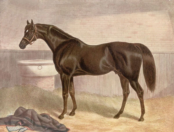 Gladiator. English racehorse Gladiator, foaled in 1833