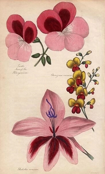 Gladiolus. 1st June 1839: Garths Joan of Arc Pelargonium, Chorozema varium