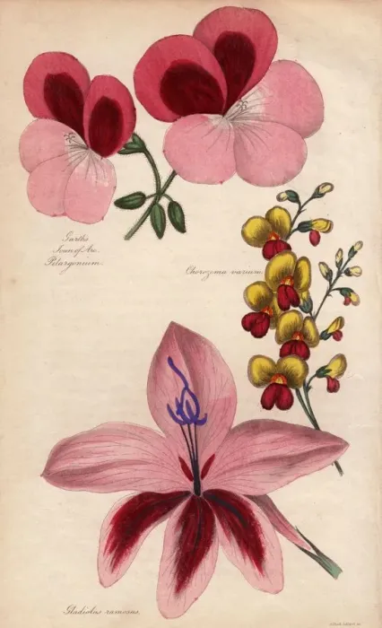 Framed Print : Gladiolus. 1st June 1839: Garths Joan of Arc Pelargonium, Chorozema varium Framed Print : Gladiolus. 1st June 1839: Garths Joan of Arc Pelargonium, Chorozema varium