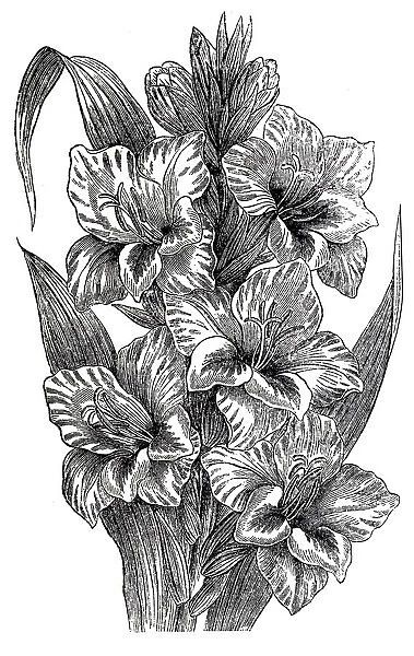 Gladiolus (gladiolus gandavensis)