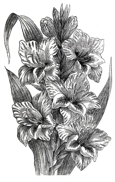 Framed Print : Gladiolus (gladiolus gandavensis) Framed Print : Gladiolus (gladiolus gandavensis)