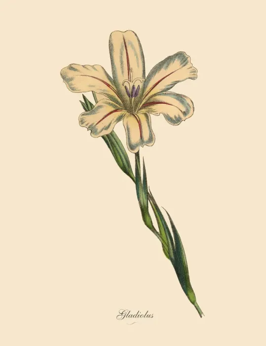 Framed Print : Gladiolus Plants, Victorian Botanical Illustration Framed Print : Gladiolus Plants, Victorian Botanical Illustration