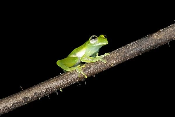 Glas frog -Cochranella midas-, sitting on a branch, Tiputini rain forest, Yasuni National Park, Ecuador, South America