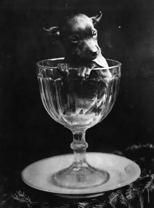 Framed Print : A Glass Of Dog Framed Print : A Glass Of Dog