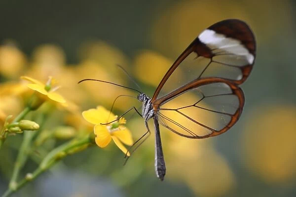 Glass wing butterfly -Greta oto-, South America