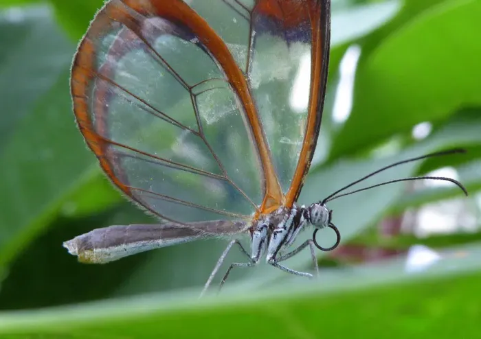 Framed Print : The glasswing butterfly (greta oto)