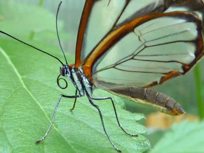 Framed Print : Glasswinged butterfly Framed Print : Glasswinged butterfly