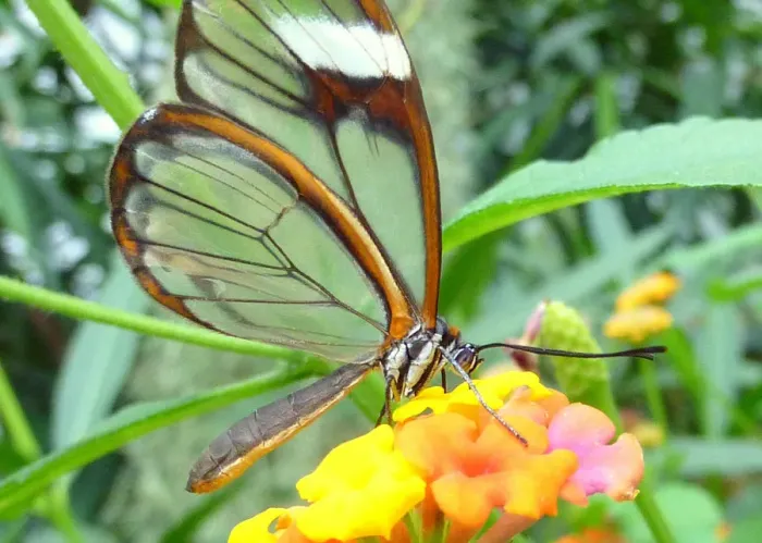 Framed Print : The Glasswinged butterfly Framed Print : The Glasswinged butterfly