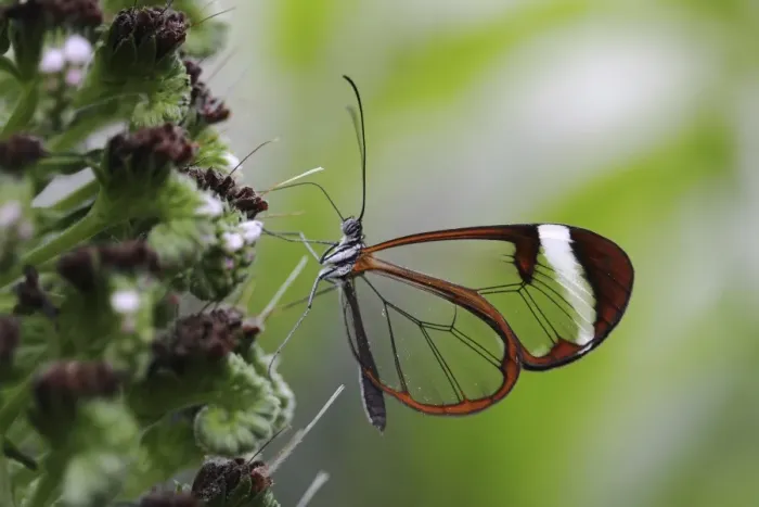 Framed Print : Glasswinged butterfly -Greta oto-, food intake, Mainau island, Baden-Wuerttemberg, Germany, Europe Framed Print : Glasswinged butterfly -Greta oto-, food intake, Mainau island, Baden-Wuerttemberg, Germany, Europe