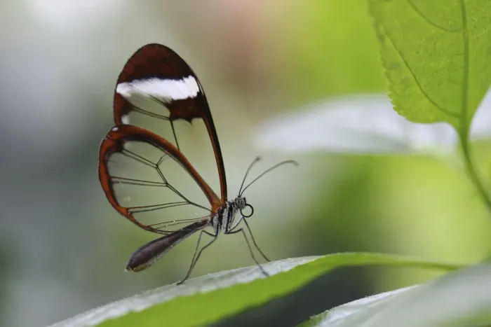 Framed Print : Glasswinged butterfly -Greta oto- on a green leaf, Mainau island, Baden-Wuerttemberg, Germany, Europe Framed Print : Glasswinged butterfly -Greta oto- on a green leaf, Mainau island, Baden-Wuerttemberg, Germany, Europe
