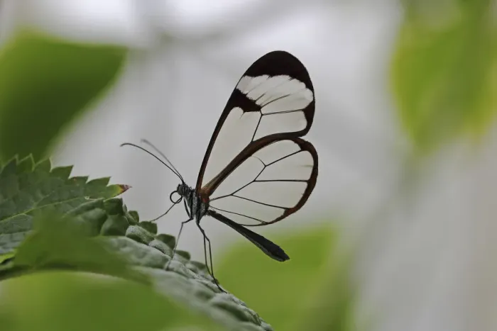 Framed Print : Glasswinged butterfly -Greta oto- on a green leaf, Mainau island, Baden-Wuerttemberg, Germany, Europe Framed Print : Glasswinged butterfly -Greta oto- on a green leaf, Mainau island, Baden-Wuerttemberg, Germany, Europe