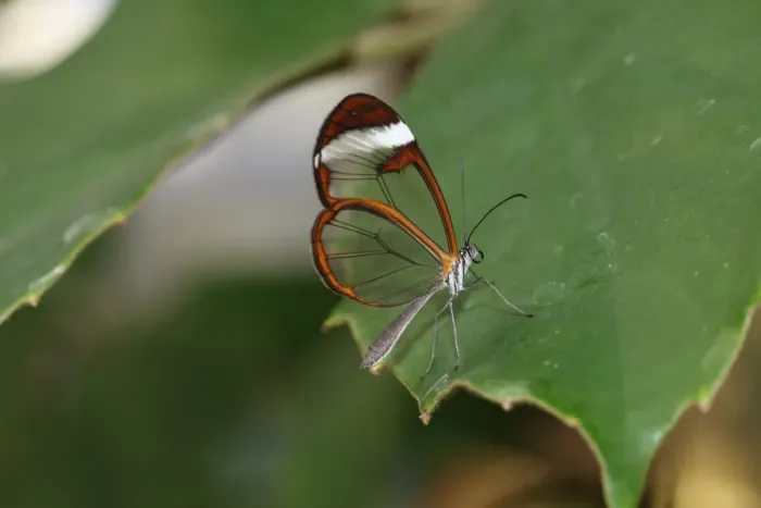 Framed Print : Glasswinged butterfly -Greta oto-, found in South America Framed Print : Glasswinged butterfly -Greta oto-, found in South America
