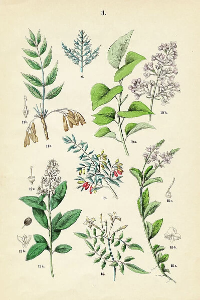 Glasswort, lilac, european ash, privet, olive, jasmine, gypsy weed - Botanical illustration 1883
