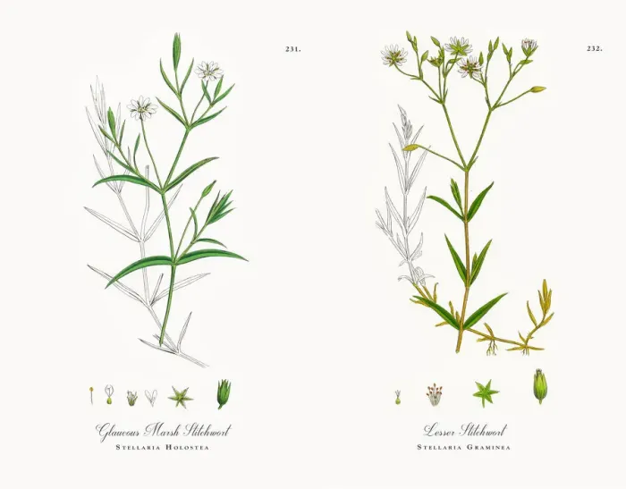 Framed Print : Glaucous Marsh Stitchwort, Stellaria Holostea, Victorian Botanical Illustration, 1863 Framed Print : Glaucous Marsh Stitchwort, Stellaria Holostea, Victorian Botanical Illustration, 1863