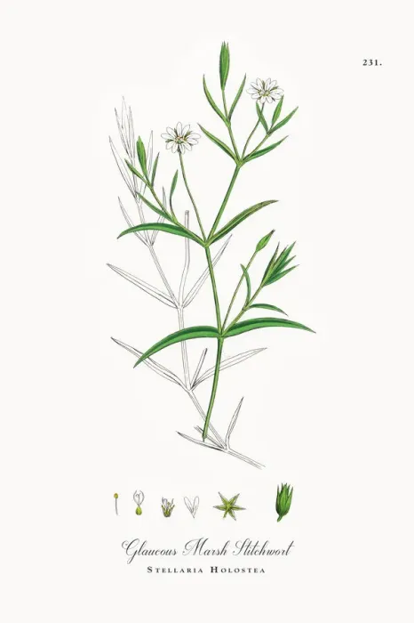 Framed Print : Glaucous Marsh Stitchwort, Stellaria Holostea, Victorian Botanical Illustration, 1863 Framed Print : Glaucous Marsh Stitchwort, Stellaria Holostea, Victorian Botanical Illustration, 1863
