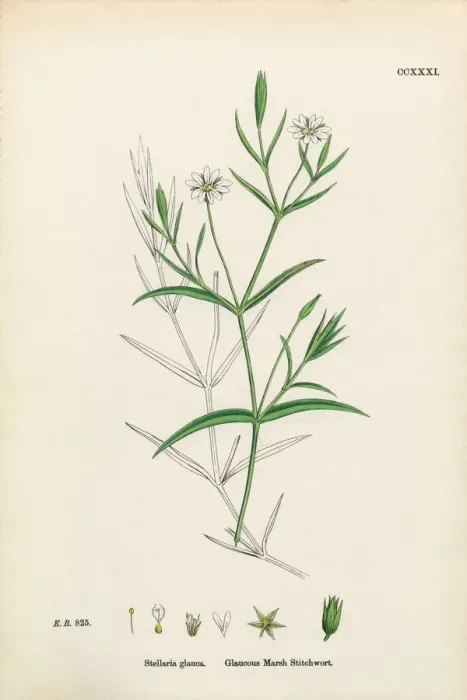 Framed Print : Glaucous Marsh Stitchwort, Stellaria Holostea, Victorian Botanical Illustration, 1863 Framed Print : Glaucous Marsh Stitchwort, Stellaria Holostea, Victorian Botanical Illustration, 1863